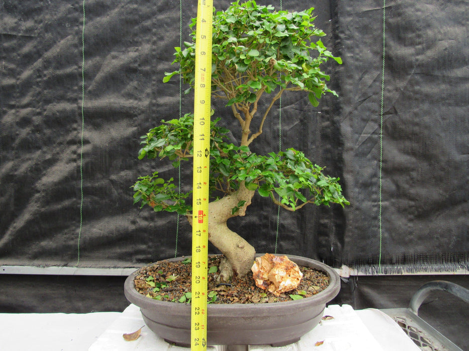 36 Year Old Flowering Ligustrum Specimen Curved Trunk Bonsai Tree Height