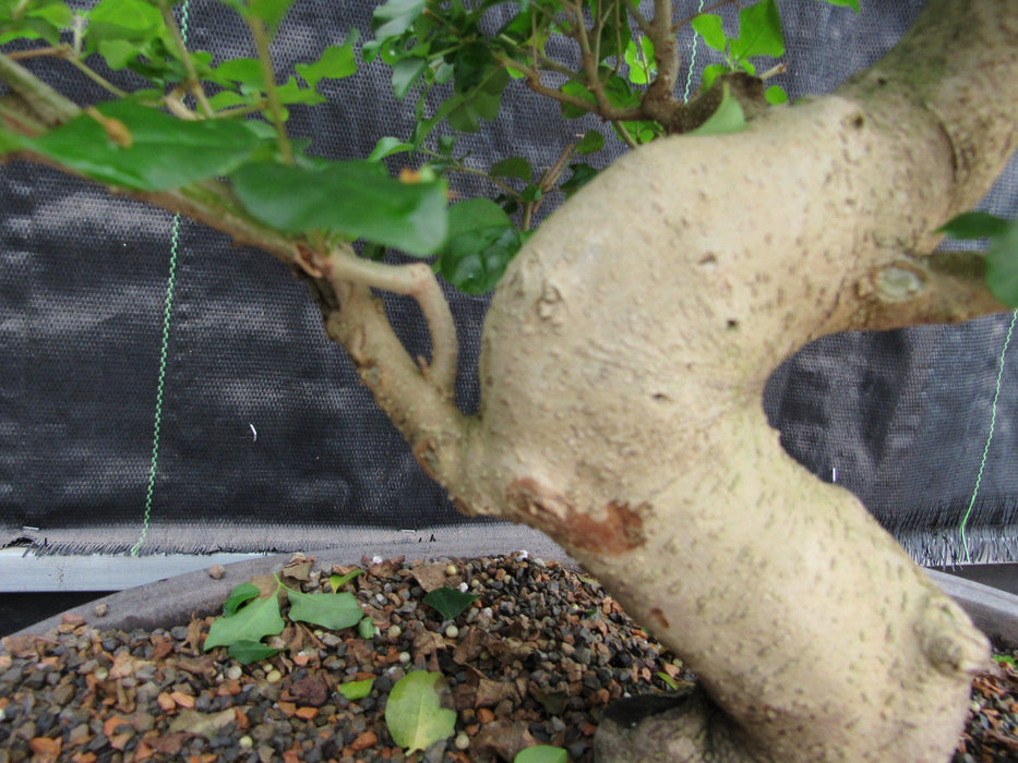 36 Year Old Flowering Ligustrum Specimen Curved Trunk Bonsai Tree Bark