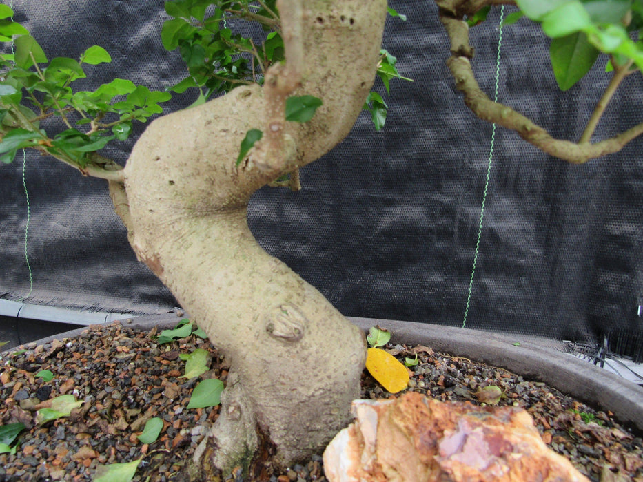 36 Year Old Flowering Ligustrum Specimen Curved Trunk Bonsai Tree Twist Bottom