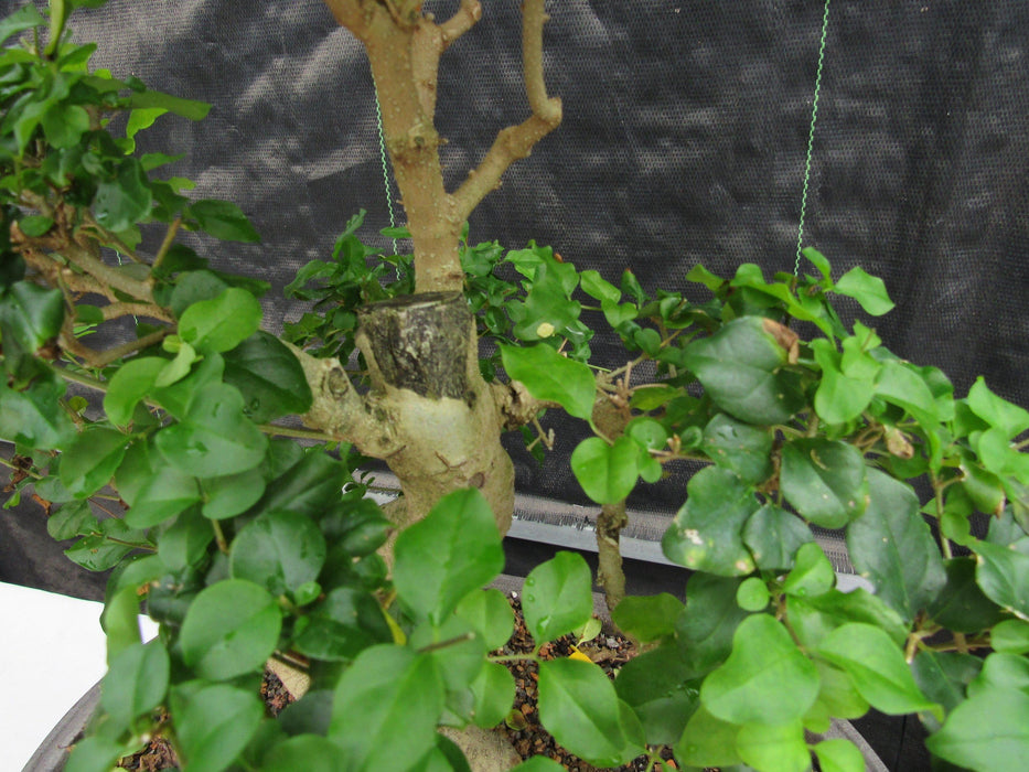 36 Year Old Flowering Ligustrum Specimen Curved Trunk Bonsai Tree Apex