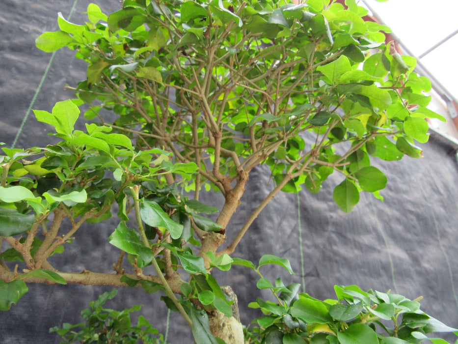 36 Year Old Flowering Ligustrum Specimen Curved Trunk Bonsai Tree Foliage
