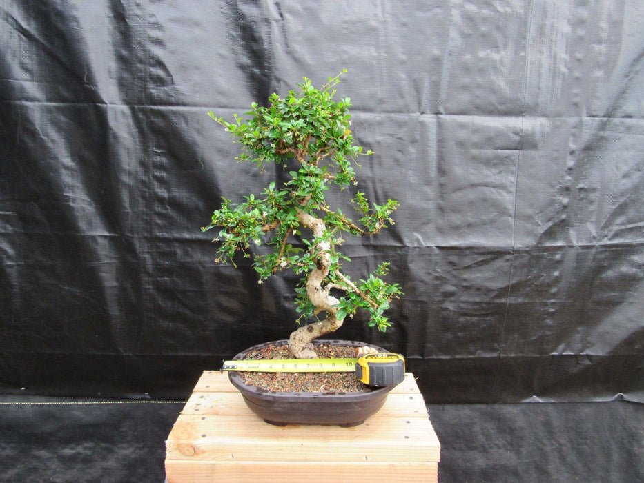 38 Year Old Flowering Curved Trunk Fukien Tea Specimen Bonsai Tree Size