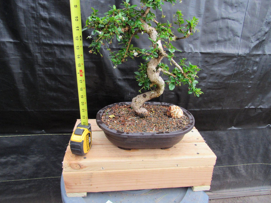 38 Year Old Flowering Curved Trunk Fukien Tea Specimen Bonsai Tree Height