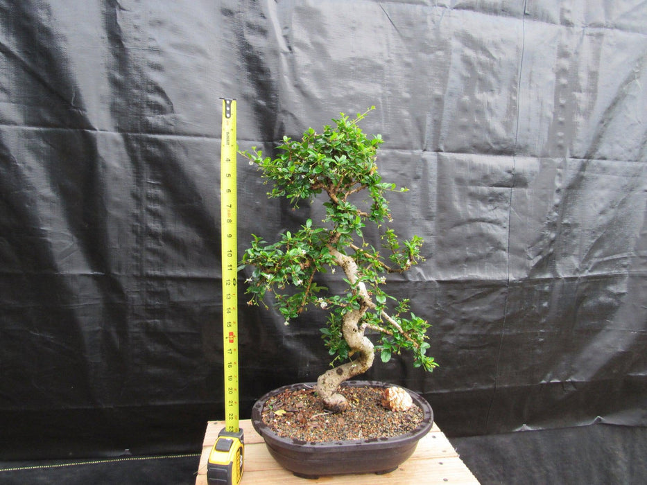 38 Year Old Flowering Curved Trunk Fukien Tea Specimen Bonsai Tree Tall