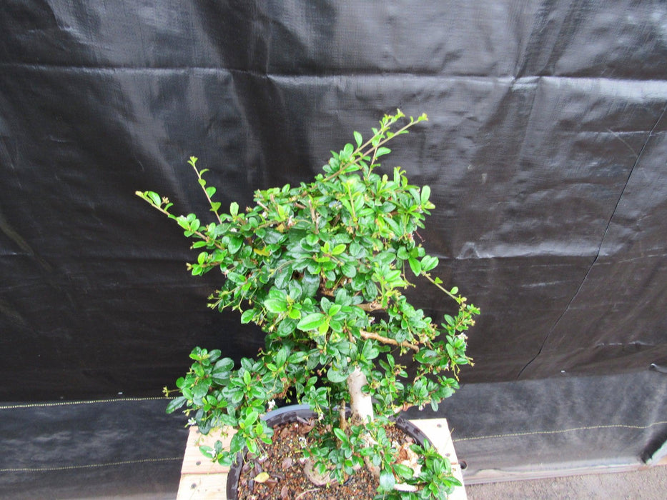 38 Year Old Flowering Curved Trunk Fukien Tea Specimen Bonsai Tree Top
