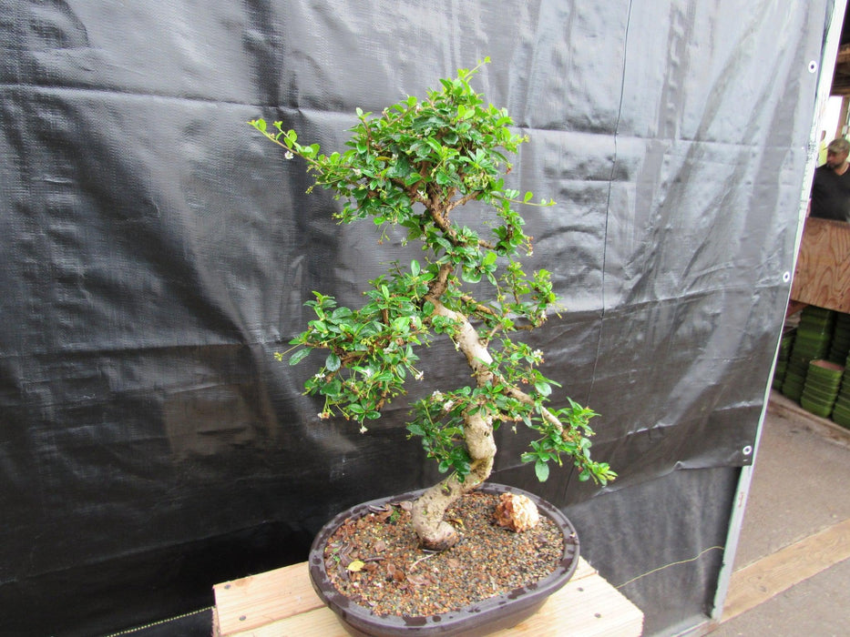 38 Year Old Flowering Curved Trunk Fukien Tea Specimen Bonsai Tree Soft Side