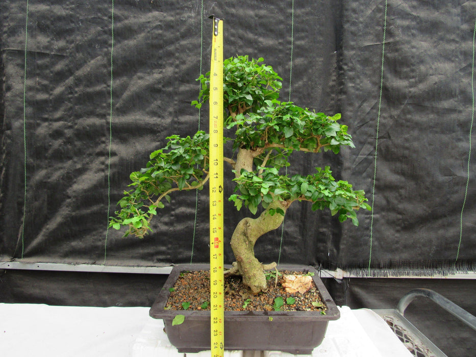 38 Year Old Flowering Ligustrum Specimen Small Tiered Bonsai Tree Height