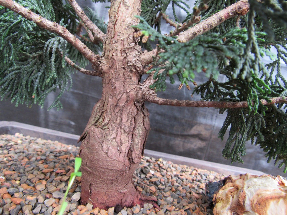 38 Year Old Hinoki Cypress Specimen Bonsai Tree Base