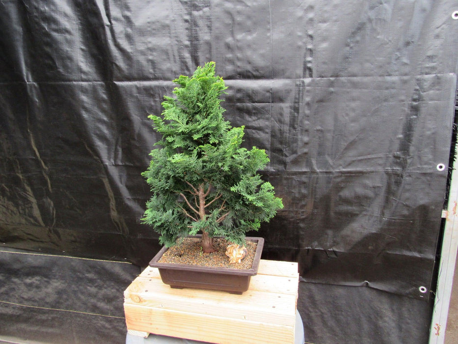 38 Year Old Hinoki Cypress Specimen Bonsai Tree Full