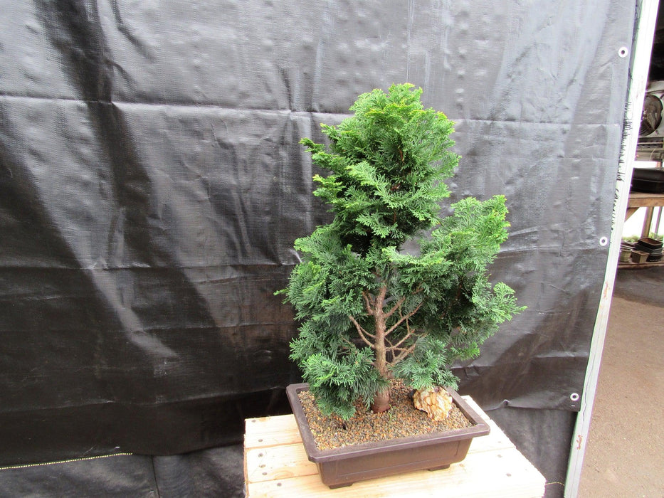 38 Year Old Hinoki Cypress Specimen Bonsai Tree Side