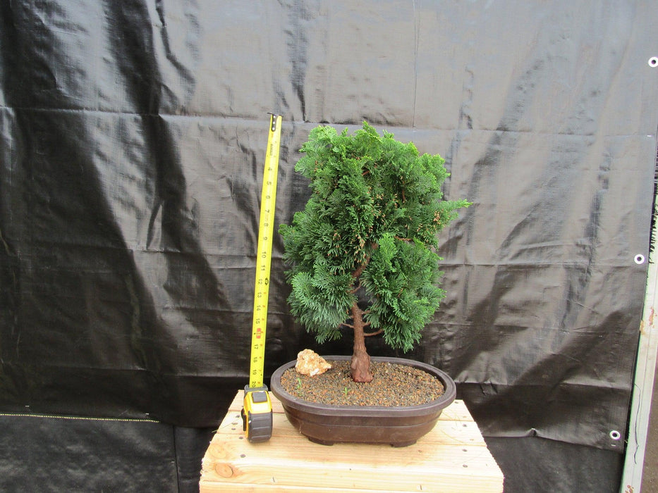 38 Year Old Hinoki Cypress Specimen Bonsai Tree Tall