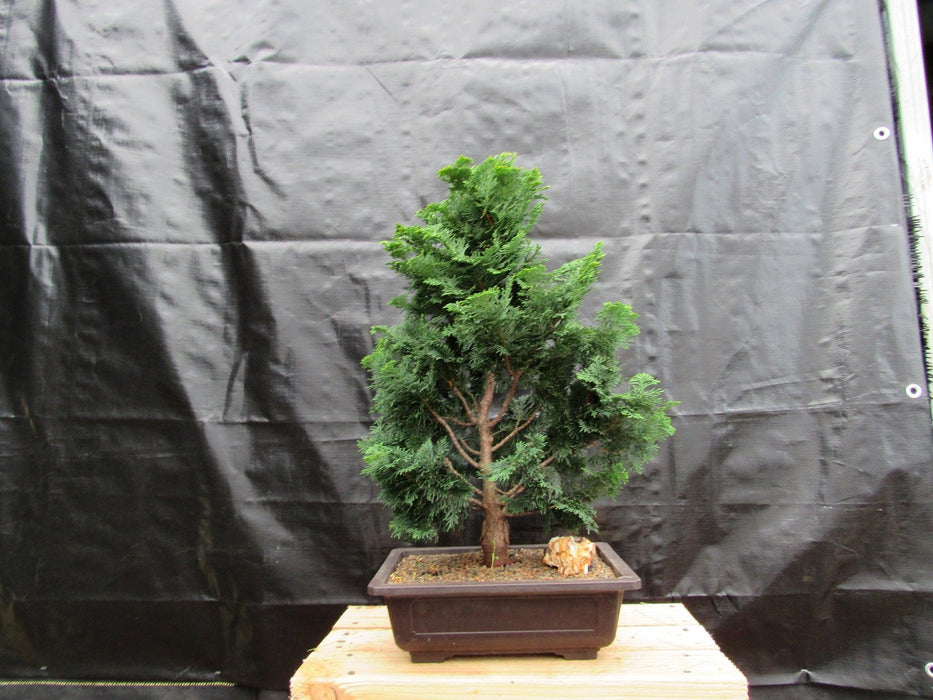 38 Year Old Hinoki Cypress Specimen Bonsai Tree Profile Full