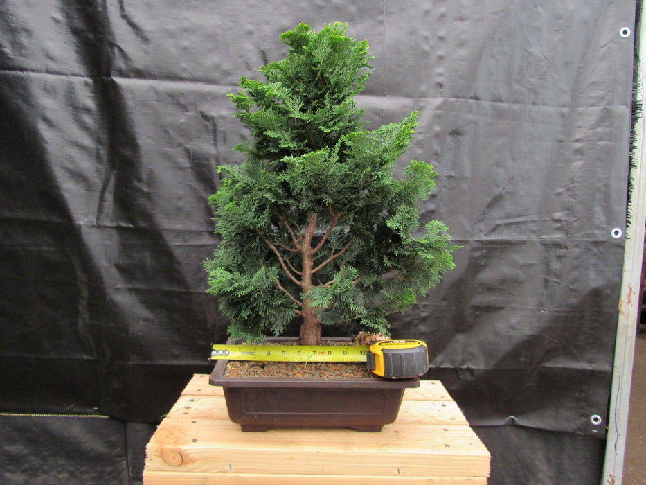 38 Year Old Hinoki Cypress Specimen Bonsai Tree Width