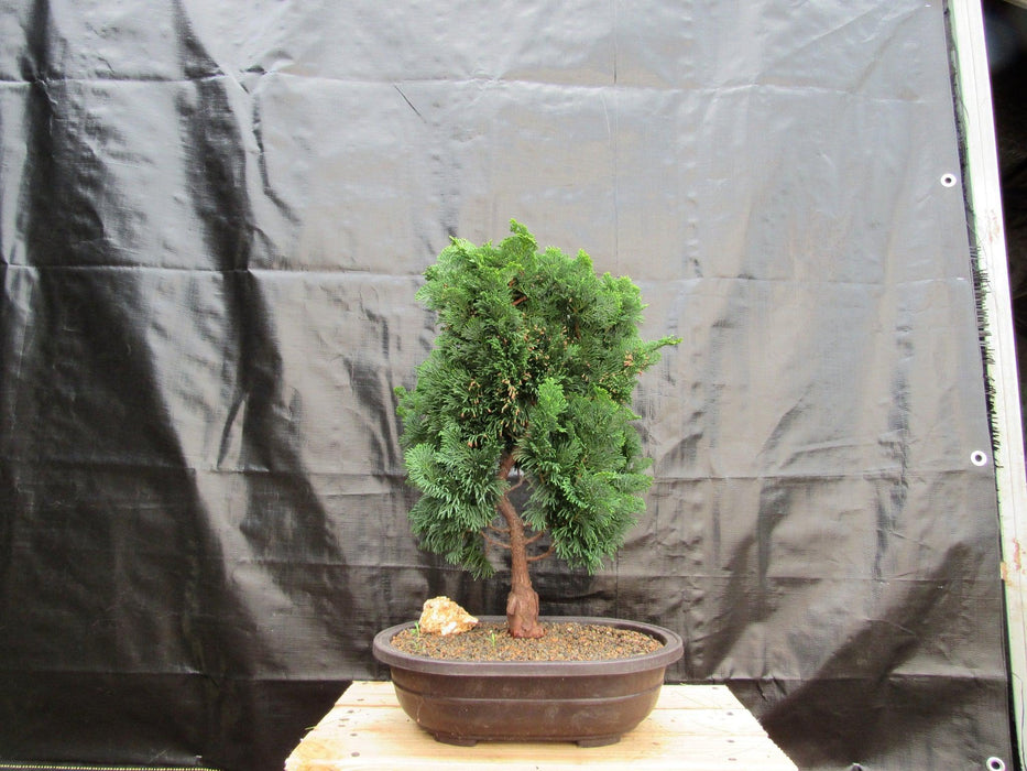 38 Year Old Hinoki Cypress Specimen Bonsai Tree Profile