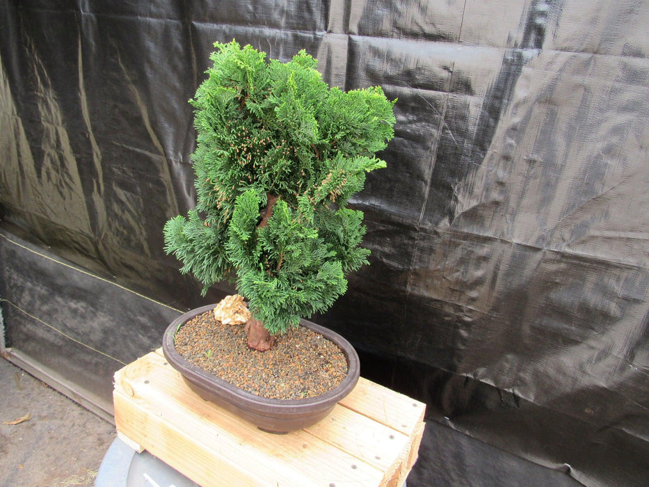 38 Year Old Hinoki Cypress Specimen Bonsai Tree Soft Side