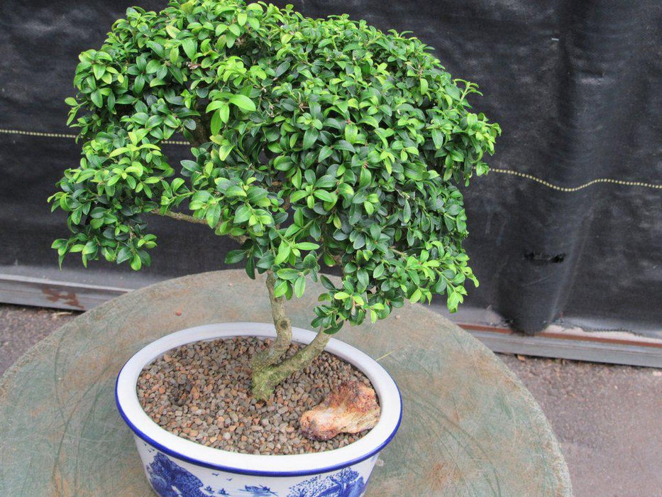 38 Year Old Japanese Kingsville Boxwood Specimen Bonsai Tree Alt