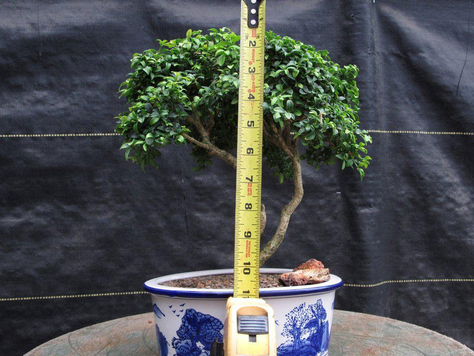 38 Year Old Japanese Kingsville Boxwood Specimen Bonsai Tree Height