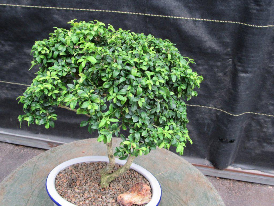 38 Year Old Japanese Kingsville Boxwood Specimen Bonsai Tree Canopy