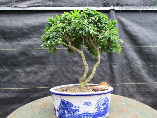38 Year Old Japanese Kingsville Boxwood Specimen Bonsai Tree