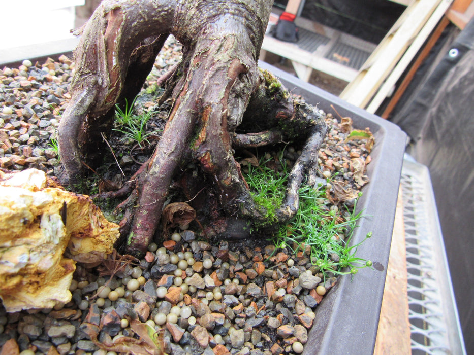 39 Year Old Japanese Butterfly Maple Specimen Bonsai Tree Roots Moss