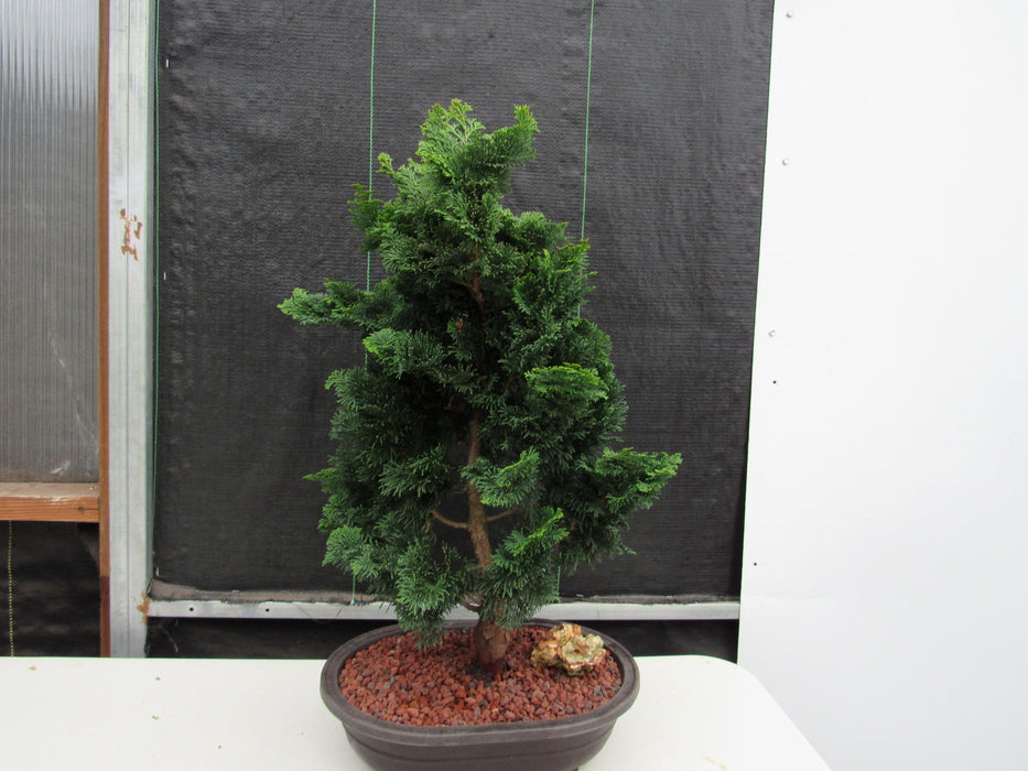 40 Year Old Hinoki Cypress Specimen Bonsai Tree Profile