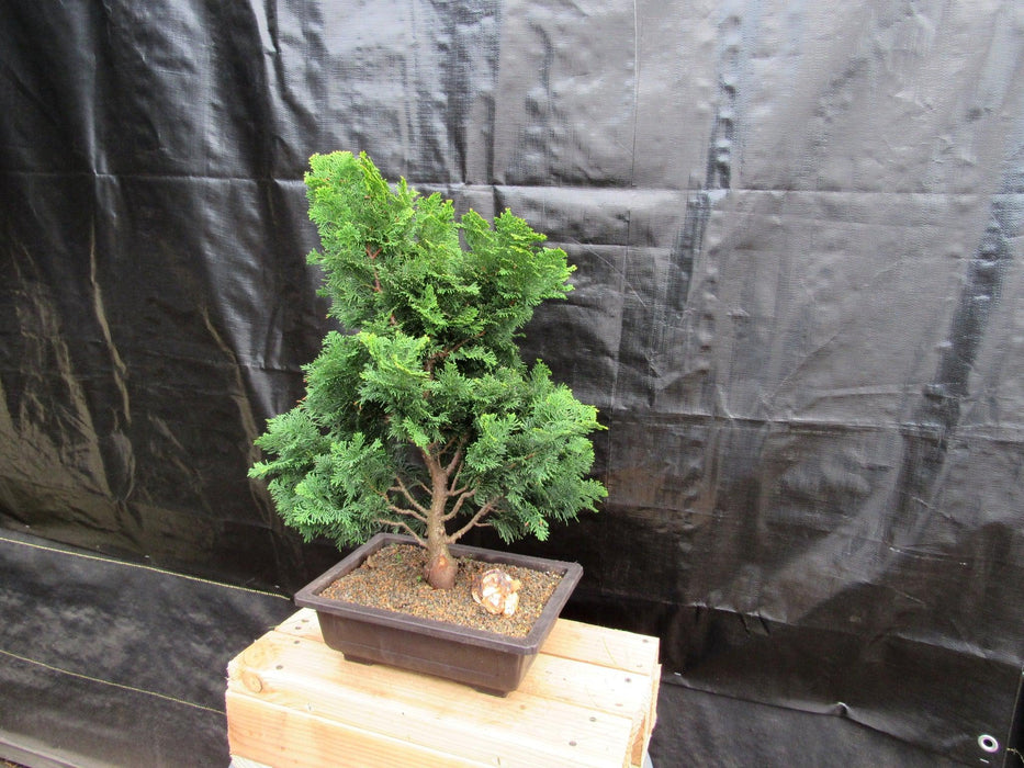 40 Year Old Hinoki Cypress Specimen Bonsai Tree Front Side