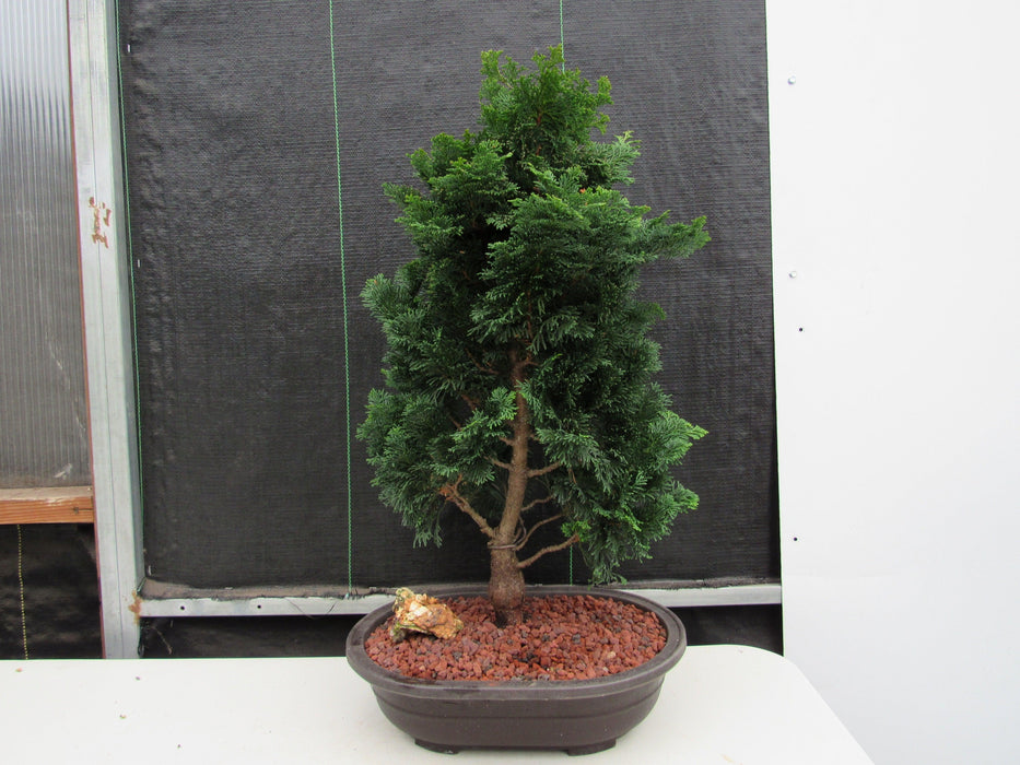40 Year Old Hinoki Cypress Specimen Bonsai Tree Back