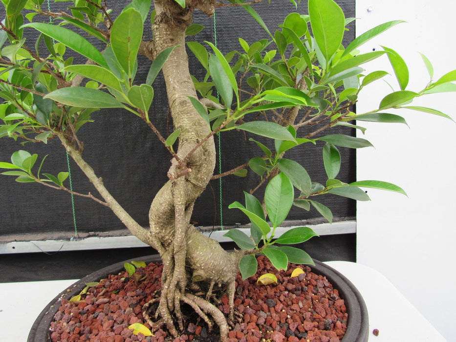 41 Year Ficus Retusa Specimen Bonsai Tree - Curved Trunk Style Trunk Shape