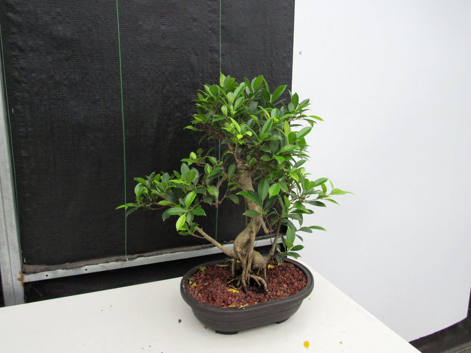 41 Year Ficus Retusa Specimen Bonsai Tree - Curved Trunk Style Angle