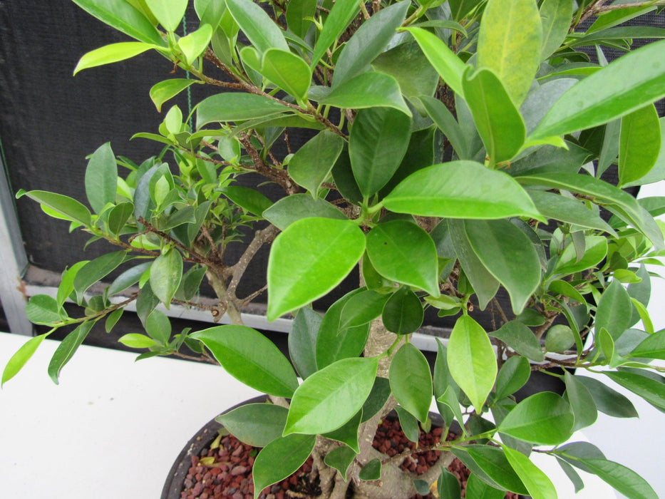 41 Year Ficus Retusa Specimen Bonsai Tree - Curved Trunk Style New Growth