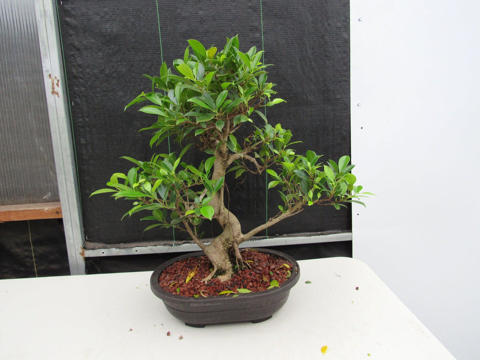 41 Year Ficus Retusa Specimen Bonsai Tree - Curved Trunk Style Back