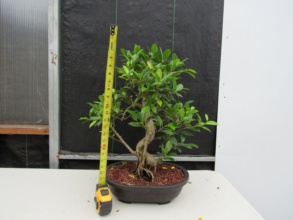 41 Year Ficus Retusa Specimen Bonsai Tree - Curved Trunk Style Height