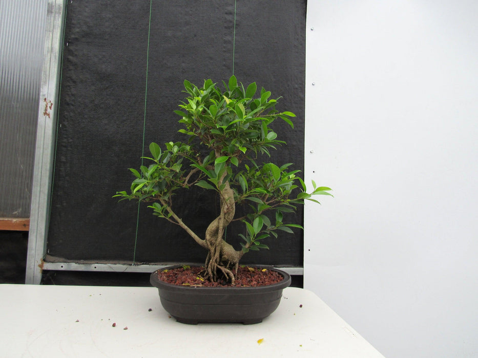 41 Year Ficus Retusa Specimen Bonsai Tree - Curved Trunk Style Profile
