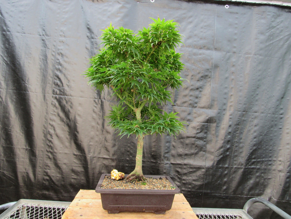 42 Year Old Mikawa Yatsubusa Japanese Maple Bonsai Tree Back