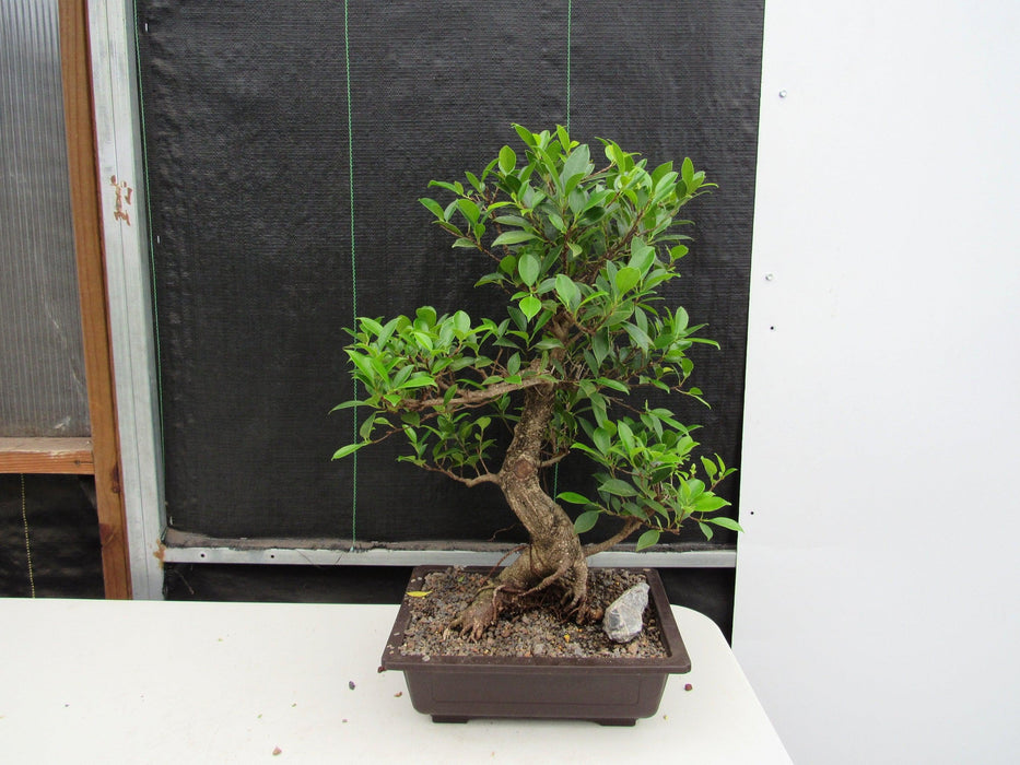 43 Year Ficus Retusa Specimen Informal Upright Bonsai Tree Shape