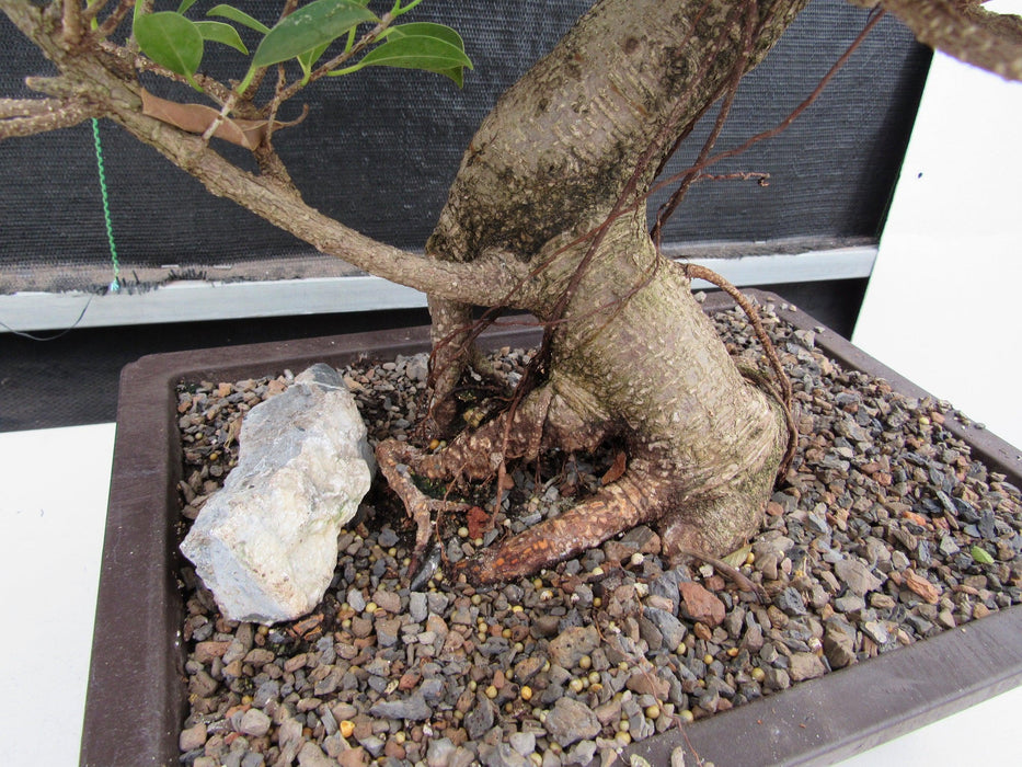 43 Year Ficus Retusa Specimen Informal Upright Bonsai Tree Exposed Roots