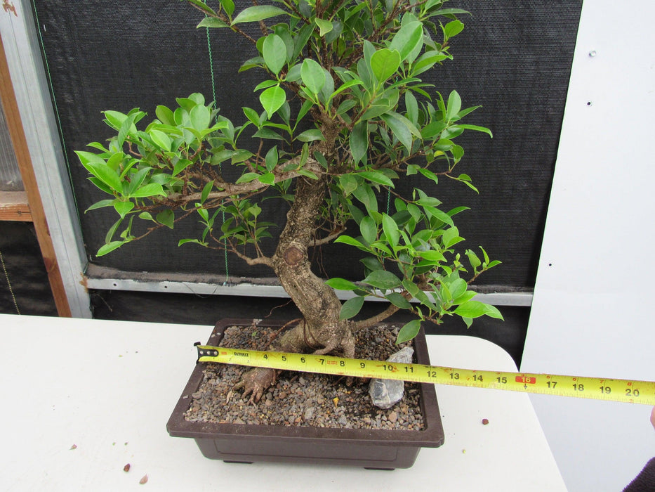 43 Year Ficus Retusa Specimen Informal Upright Bonsai Tree Size