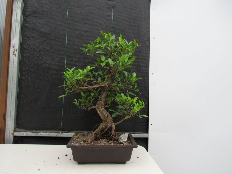 43 Year Ficus Retusa Specimen Informal Upright Bonsai Tree Profile
