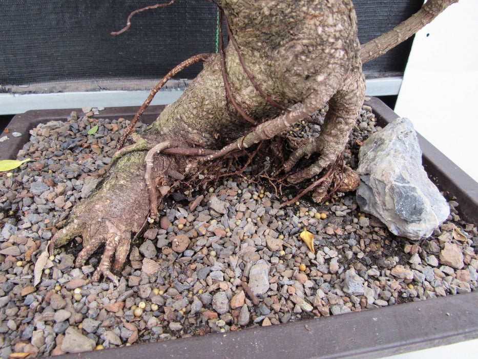 43 Year Ficus Retusa Specimen Informal Upright Bonsai Tree Roots