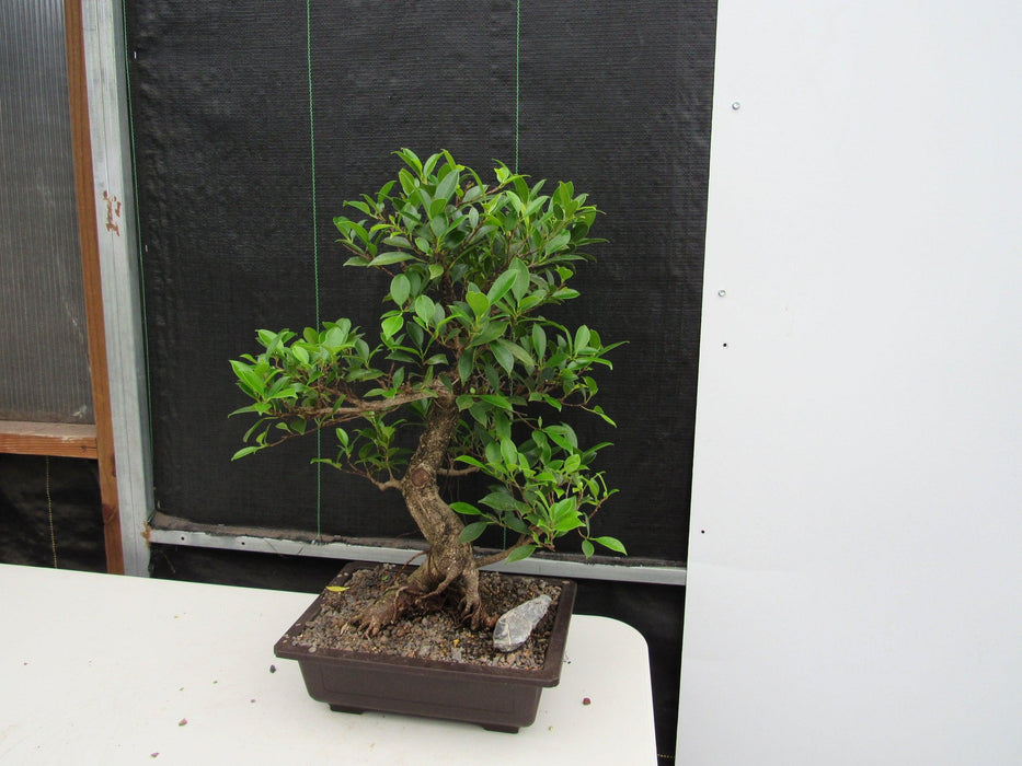 43 Year Ficus Retusa Specimen Informal Upright Bonsai Tree Side