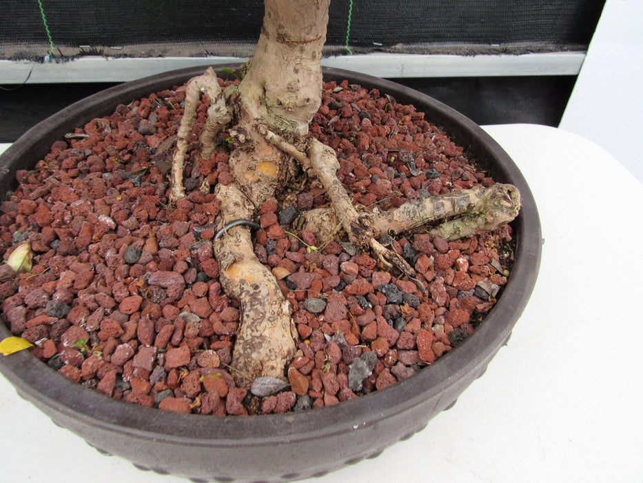 43 Year Old Flowering Fukien Tea Specimen Bonsai Tree - Curved Trunk Style Roots