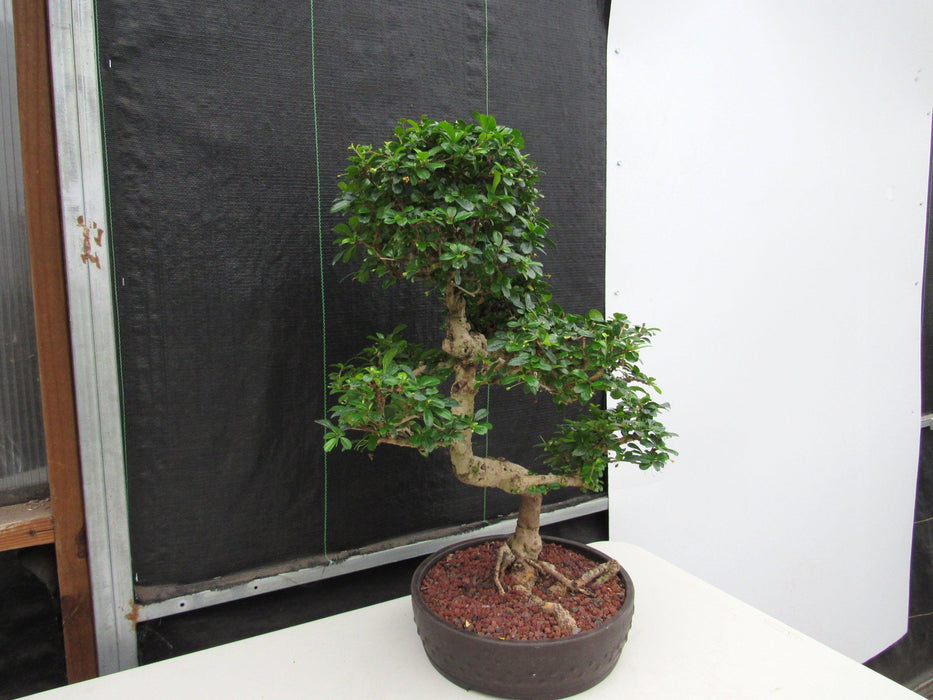 43 Year Old Flowering Fukien Tea Specimen Bonsai Tree - Curved Trunk Style Soft Side