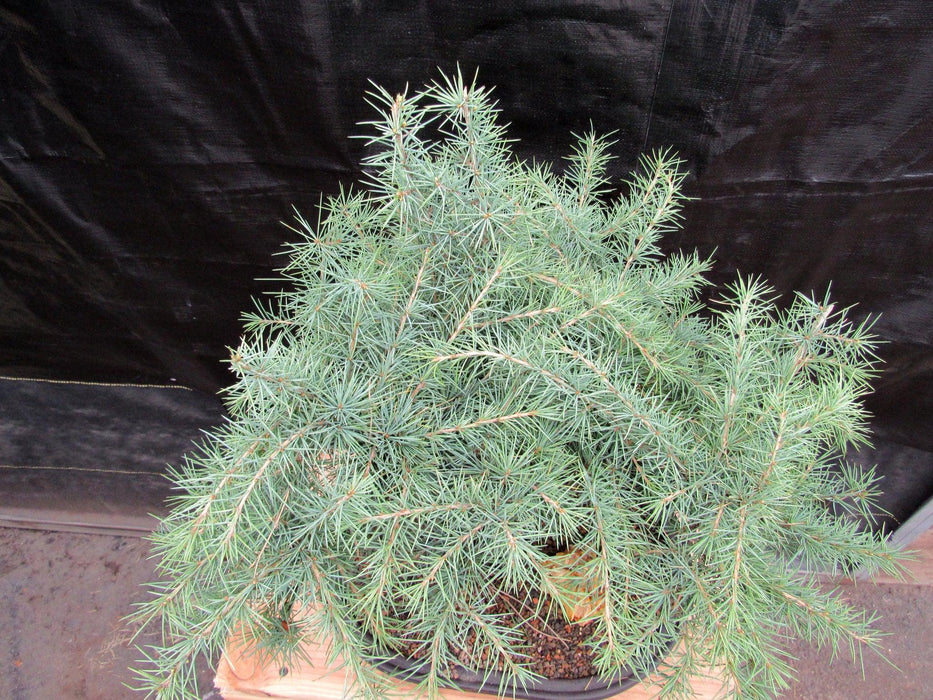 44 Year Old Himalayan Cedar Informal Upright Specimen Bonsai Tree Top Down
