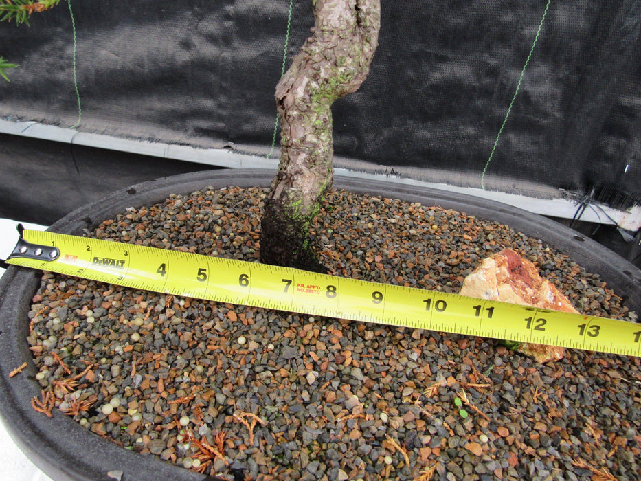 44 Year Old Wind Swept Juniper Specimen Bonsai Tree Size