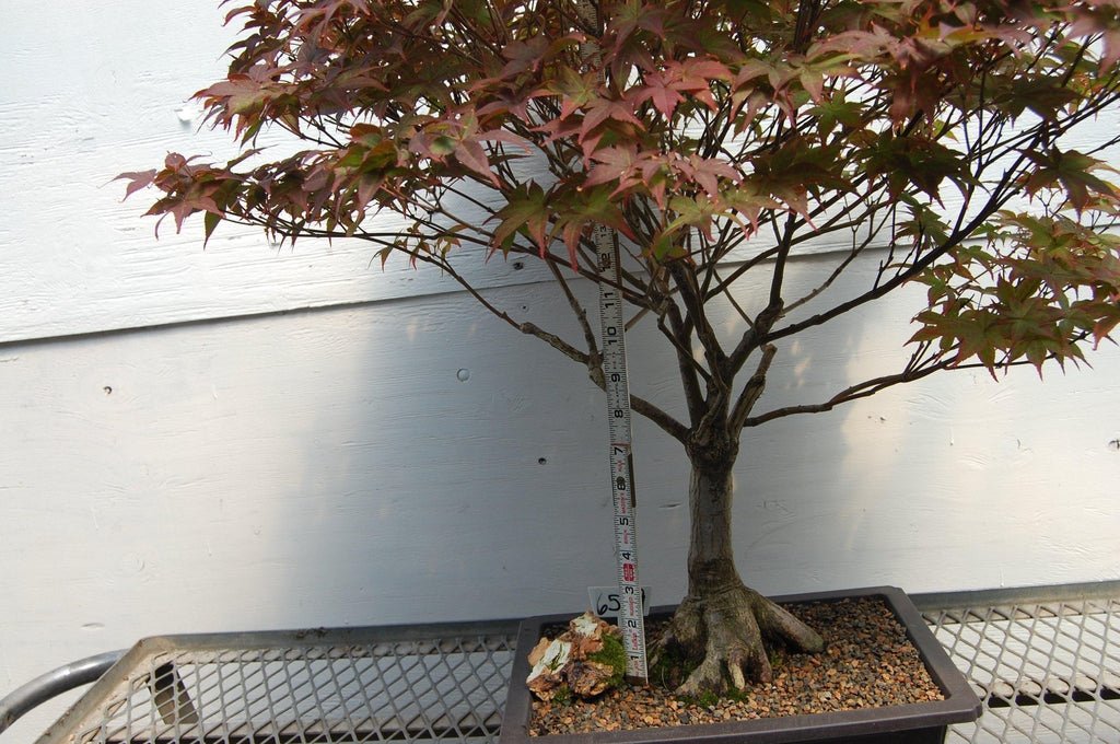 45 Year Old Rhode Island Red Japanese Maple Specimen Tree