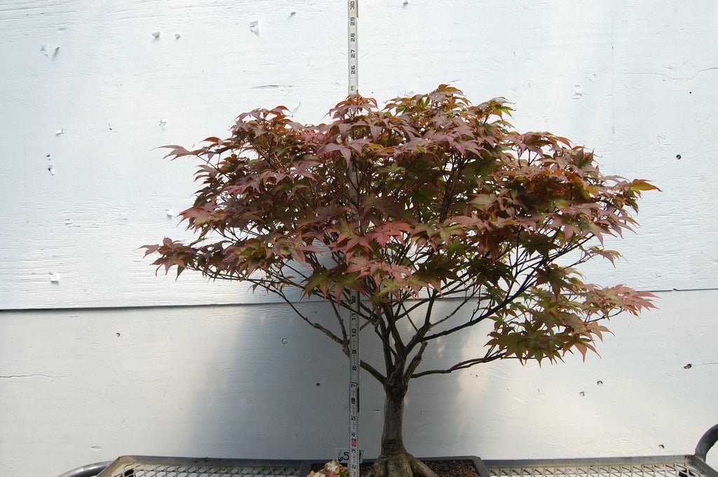 45 Year Old Rhode Island Red Japanese Maple Specimen Tree