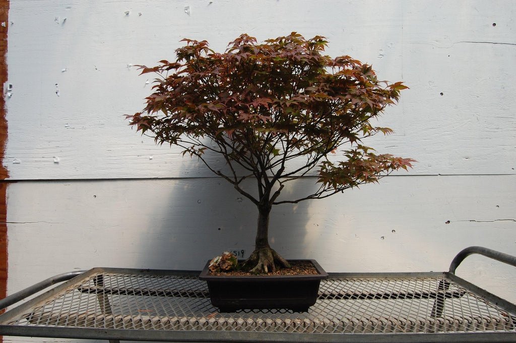 Rhode Island Red Japanese Maple Specimen Tree