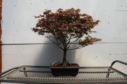 Rhode Island Red Japanese Maple Specimen Tree