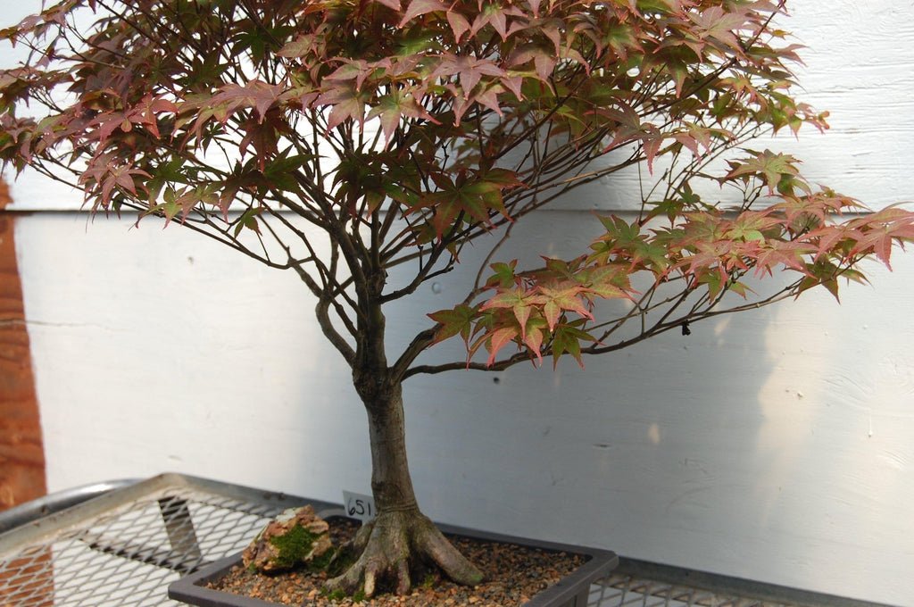 Rhode Island Red Japanese Maple Specimen Tree Trunk