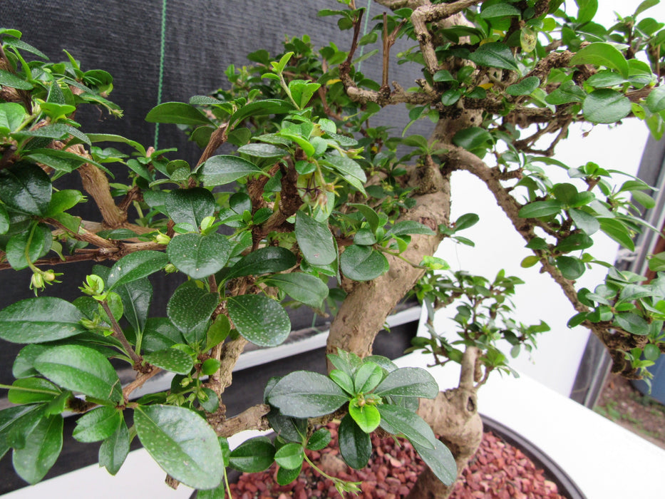 47 Year Old Flowering Fukien Tea Specimen Bonsai Tree - Curved Trunk Style Flower Buds